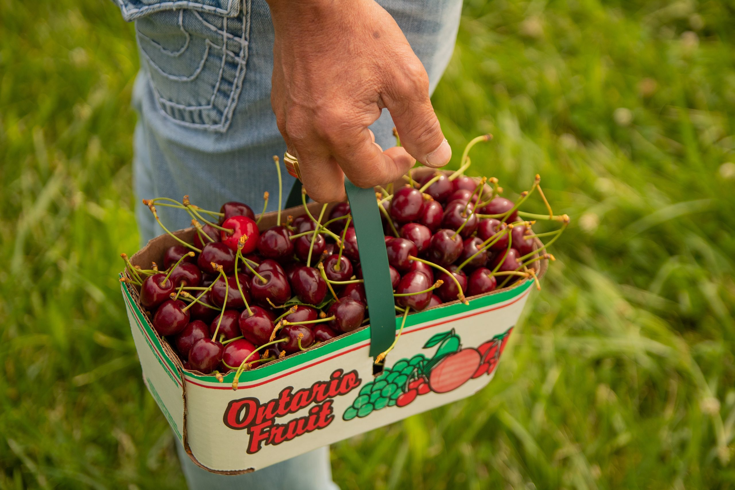 picked cherries in orchard