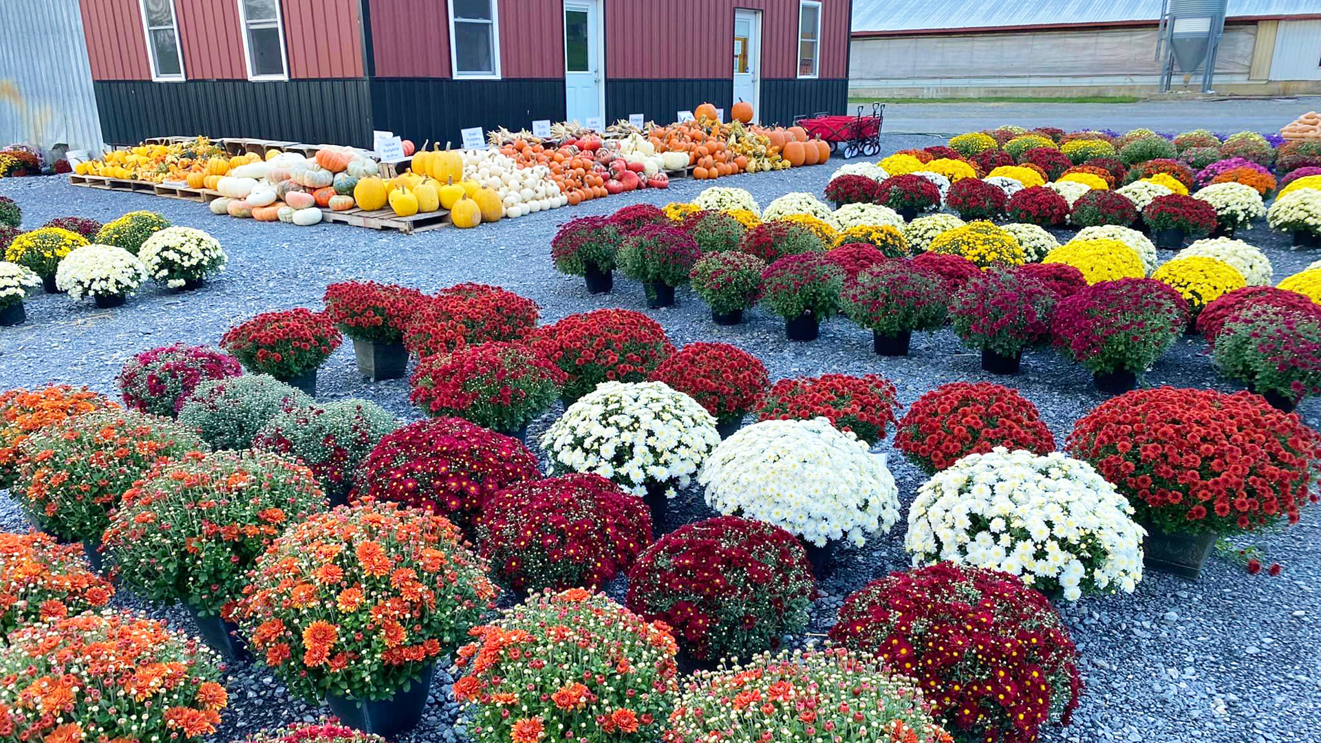 northhill orchard farm market winfield pa fall orchard market