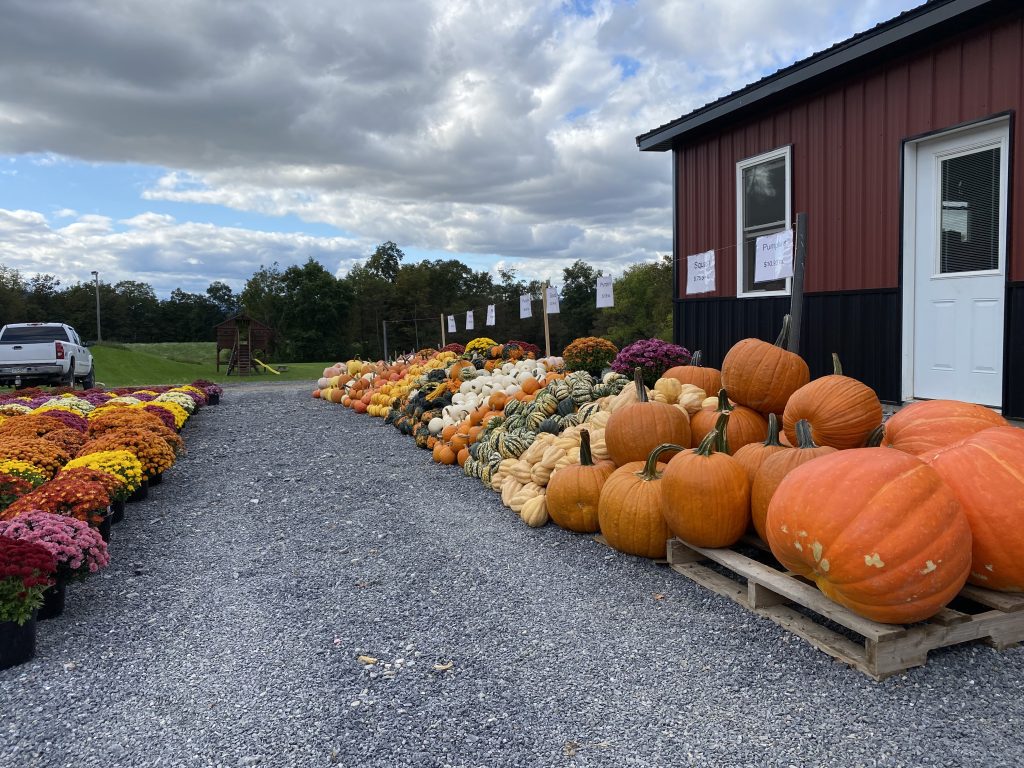 Pumpkins for sale
