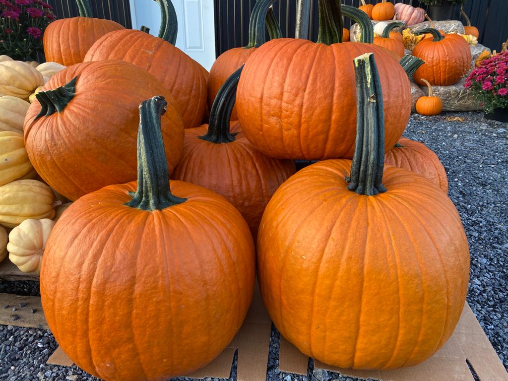 Pick Your Own Pumpkins
