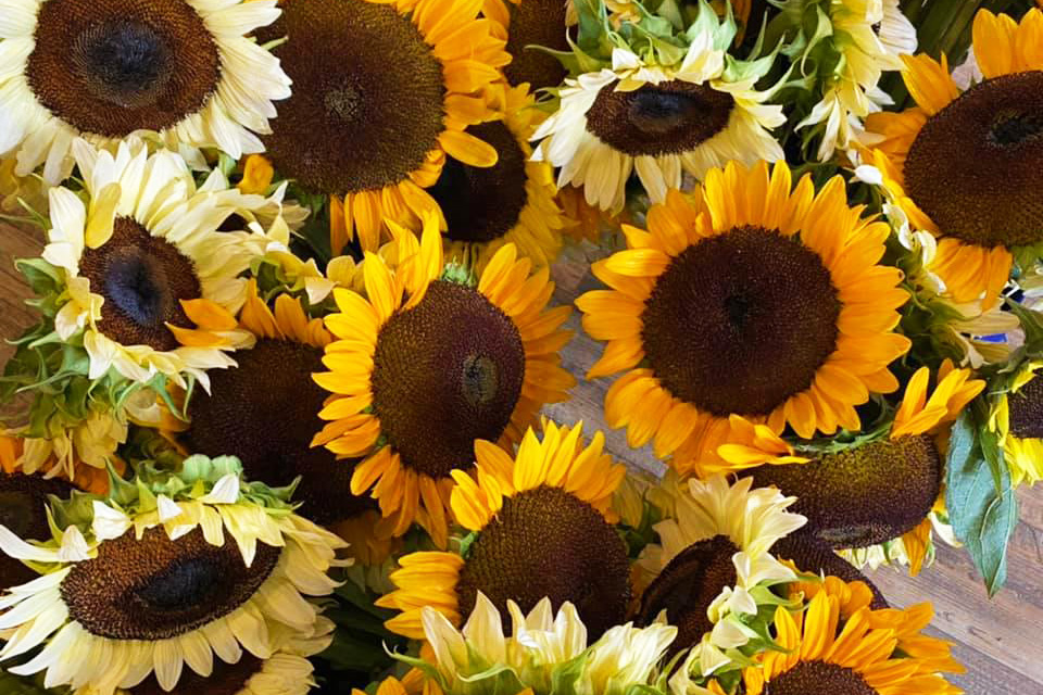 sunflower field near winfield pa 2